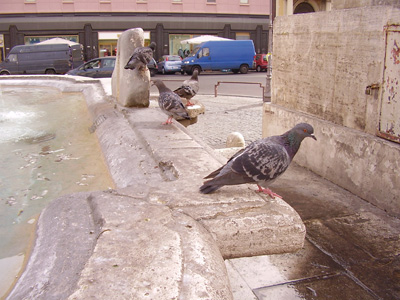 Metro di Umidità del suolo Forma di Uccello Pianta – Grandado